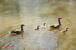 Ganzenfamilie.